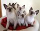 Siamese Cats for sale in San Antonio, TX 78224, USA. price: $500