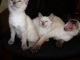 Siamese Cats for sale in San Marcos, TX 78666, USA. price: NA