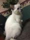 Siamese Cats for sale in KY-764, Whitesville, KY 42378, USA. price: $400