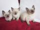 Siamese Cats for sale in Florida Ave NW, Washington, DC, USA. price: $600