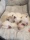 Siamese Cats for sale in Fallston, MD 21047, USA. price: $800