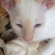 Siamese Cats for sale in Alamosa, CO 81101, USA. price: $300