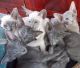Siamese Cats for sale in Dallas, TX, USA. price: NA