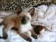 Siamese Cats for sale in Newark, NJ, USA. price: $500