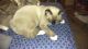 Siamese Cats for sale in Orlando, FL 32812, USA. price: $250