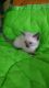 Siamese Cats for sale in Sandusky, OH 44870, USA. price: NA