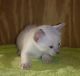 Siamese Cats for sale in Eden, NC 27288, USA. price: $600