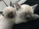 Siamese Cats for sale in Leonardtown, MD 20650, USA. price: NA
