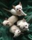 Siamese Cats for sale in Reading, PA 19608, USA. price: $650