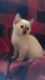 Siamese Cats for sale in Mt Holly, NJ, USA. price: $500