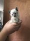 Siamese Cats for sale in Fayetteville, WV 25840, USA. price: $250