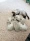 Siamese Cats for sale in Dracut, MA 01826, USA. price: NA