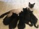 Siamese Cats for sale in Clovis, NM 88101, USA. price: $25