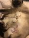 Siamese Cats for sale in Fallston, MD 21047, USA. price: $800