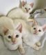 Siamese Cats for sale in Sebastian, FL, USA. price: NA