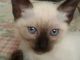 Siamese Cats for sale in Dallas, TX 75204, USA. price: NA
