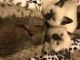 Siamese Cats for sale in Ponchatoula, LA, USA. price: $650
