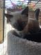 Siamese Cats for sale in Riverside, CA 92508, USA. price: $350