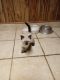 Siamese Cats for sale in Cleveland, OH, USA. price: NA