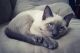 Siamese Cats for sale in Jacksonville, FL 32209, USA. price: NA