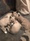 Siamese Cats for sale in Lincoln, CA 95648, USA. price: $500
