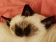 Siamese Cats for sale in Harpers Ferry, WV 25425, USA. price: NA