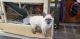 Siamese Cats for sale in Almont, MI 48003, USA. price: $300
