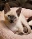 Siamese Cats for sale in Huntsville, AL 35812, USA. price: $500