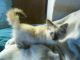Siamese Cats for sale in Des Moines, IA 50306, USA. price: $500