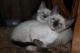 Siamese Cats for sale in Glendale, AZ, USA. price: $500