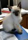 Siamese Cats for sale in Kansas City, MO 64126, USA. price: NA