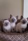 Siamese Cats for sale in Wilmington, DE, USA. price: $850
