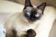 Siamese Cats for sale in Baltimore, MD, USA. price: NA