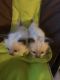 Siamese Cats for sale in Rochester, NY 14622, USA. price: NA