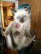 Siamese Cats for sale in Philadelphia, PA, USA. price: NA