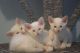 Siamese Cats for sale in New Orleans, LA 70121, USA. price: $500