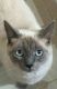 Siamese Cats for sale in Seymour, WI 54165, USA. price: NA