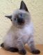 Siamese Cats for sale in Detroit, MI 48216, USA. price: $500