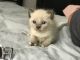 Siamese Cats for sale in New Caney, TX 77357, USA. price: NA