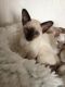 Siamese Cats for sale in Lake Carolyn Pkwy, Irving, TX 75039, USA. price: NA