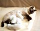 Siamese Cats for sale in Baltimore, MD, USA. price: $850
