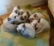 Siamese Cats for sale in Albertson, NC 28508, USA. price: $600