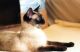 Siamese Cats for sale in Baltimore, MD, USA. price: $850