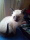 Siamese Cats for sale in Austin, TX, USA. price: NA