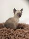 Siamese Cats for sale in New York, NY, USA. price: $500