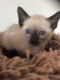 Siamese Cats for sale in Greensboro, NC, USA. price: $500