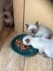 Siamese Cats for sale in Columbus, OH, USA. price: NA