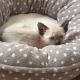 Siamese Cats for sale in Fargo, ND, USA. price: NA