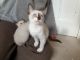 Siamese Cats for sale in Richmond, VA, USA. price: $500