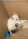 Siamese Cats for sale in Santa Ana, CA 92705, USA. price: $125